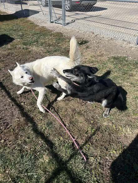Enlarge Timber, a ADOPTABLE Husky in Clinton, IL image 3/4