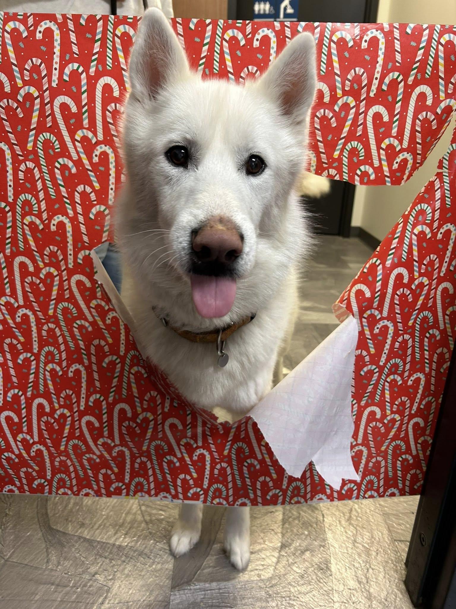 Enlarge Timber, a ADOPTABLE Husky in Clinton, IL image 2/4