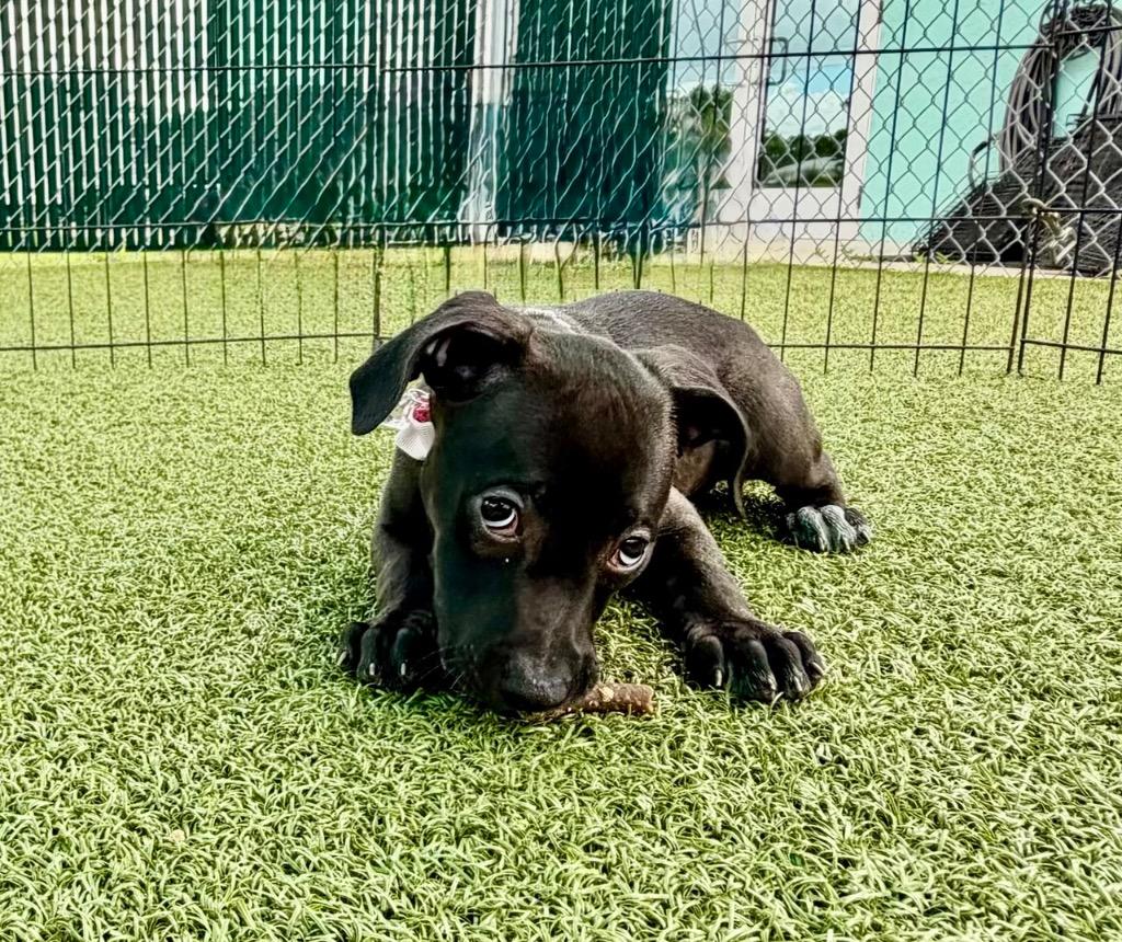 Enlarge Patty Melt, a Adoptable mixed breed in Cape Coral, FL image 1/1