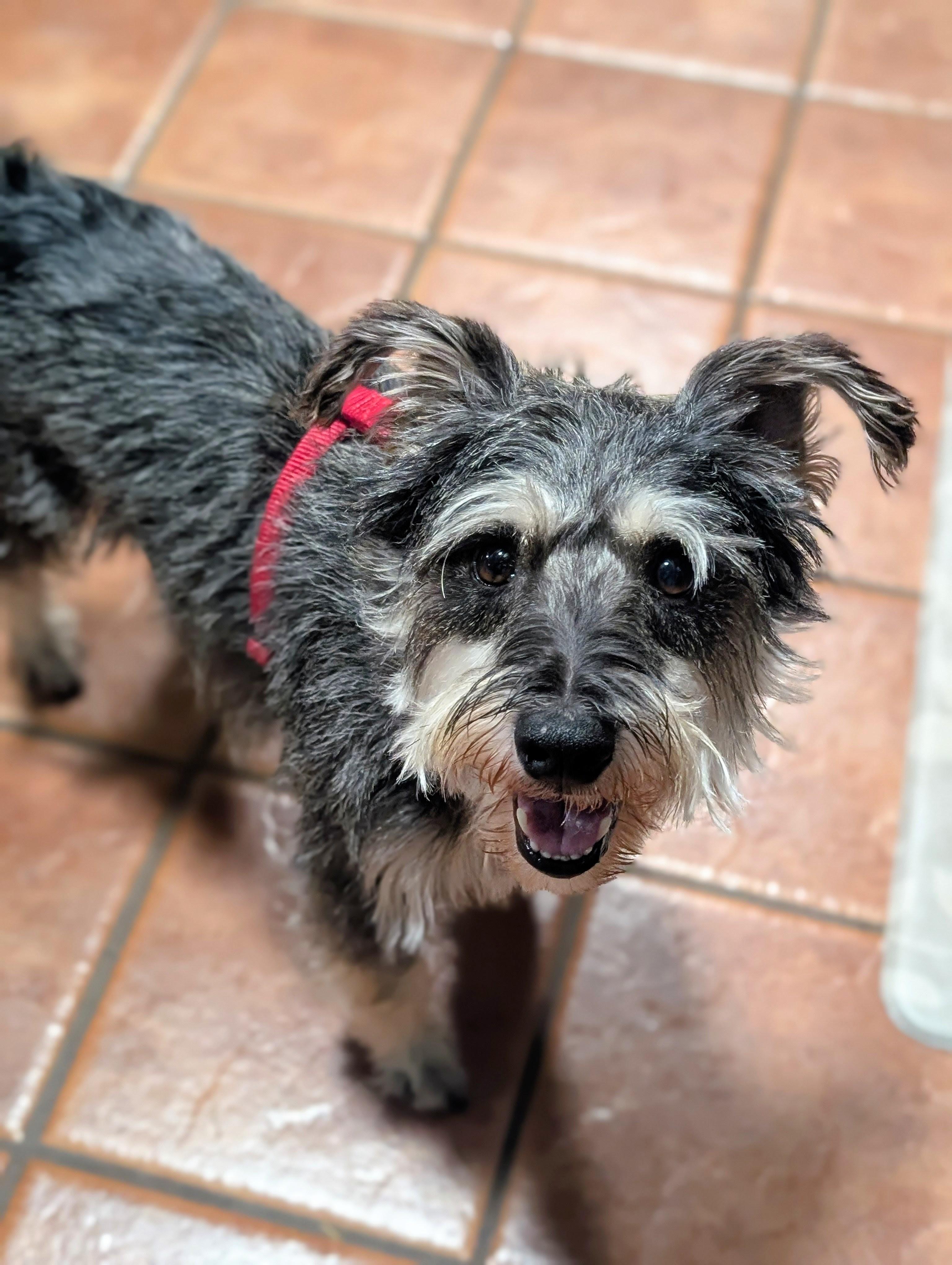 Chestnut, an adopted Miniature Schnauzer in Olympia, WA image 2/4