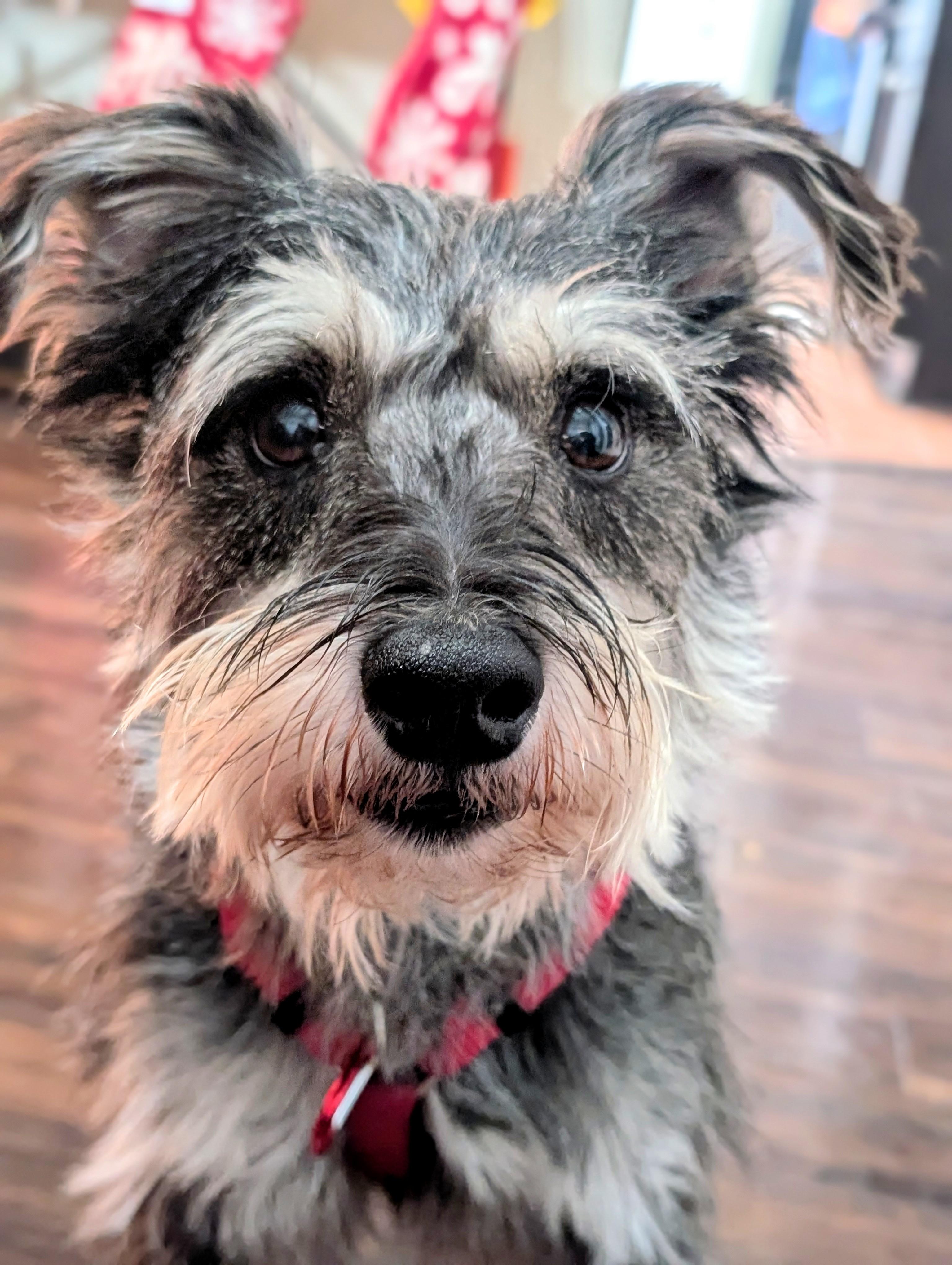 Chestnut, adopted, Adult Male Miniature Schnauzer.