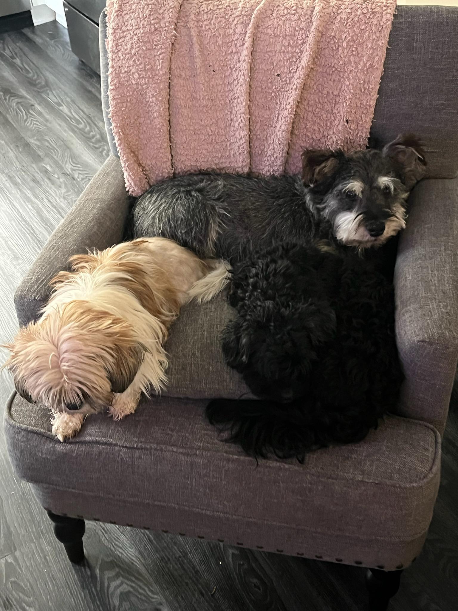 Chestnut, an adopted Miniature Schnauzer in Olympia, WA image 3/4