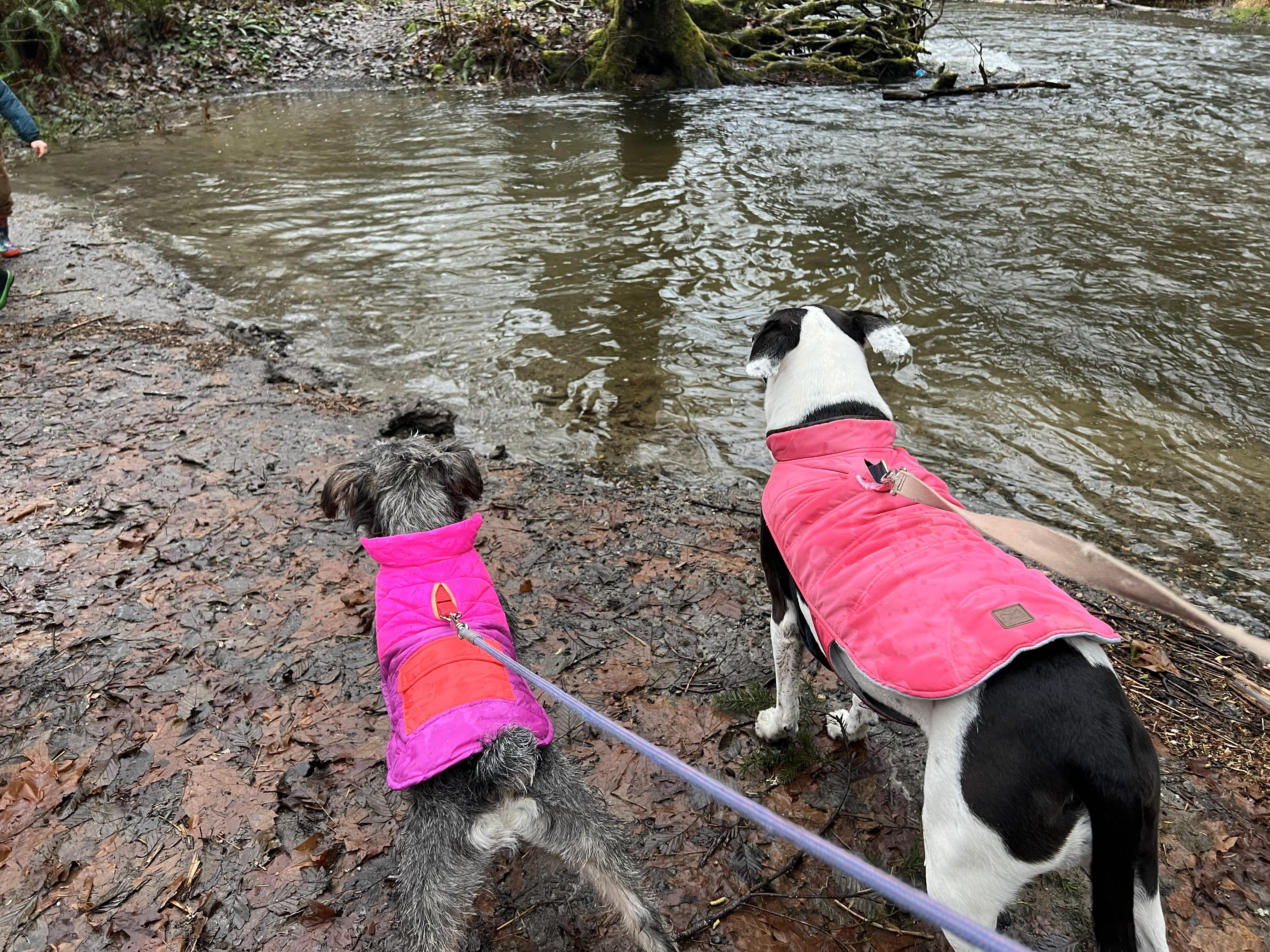 Chestnut, an adopted Miniature Schnauzer in Olympia, WA image 4/4