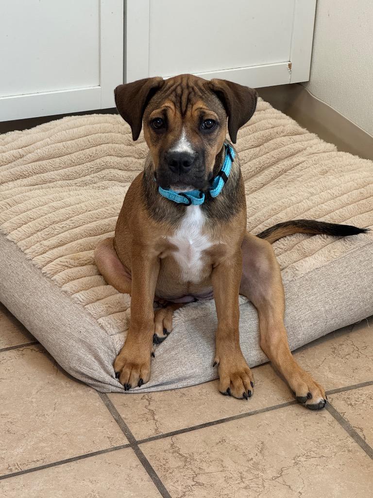 Zelda Joy, Adopted, Puppy Female Boxer.