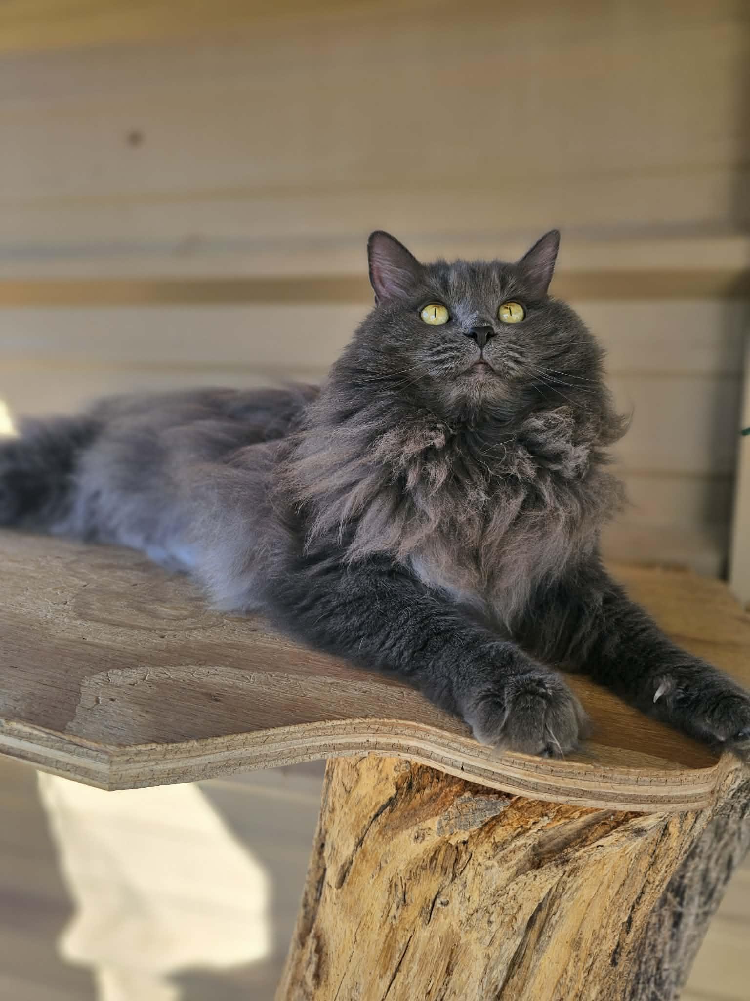 Paris & London, Adoptable, Adult Female Domestic Long Hair.