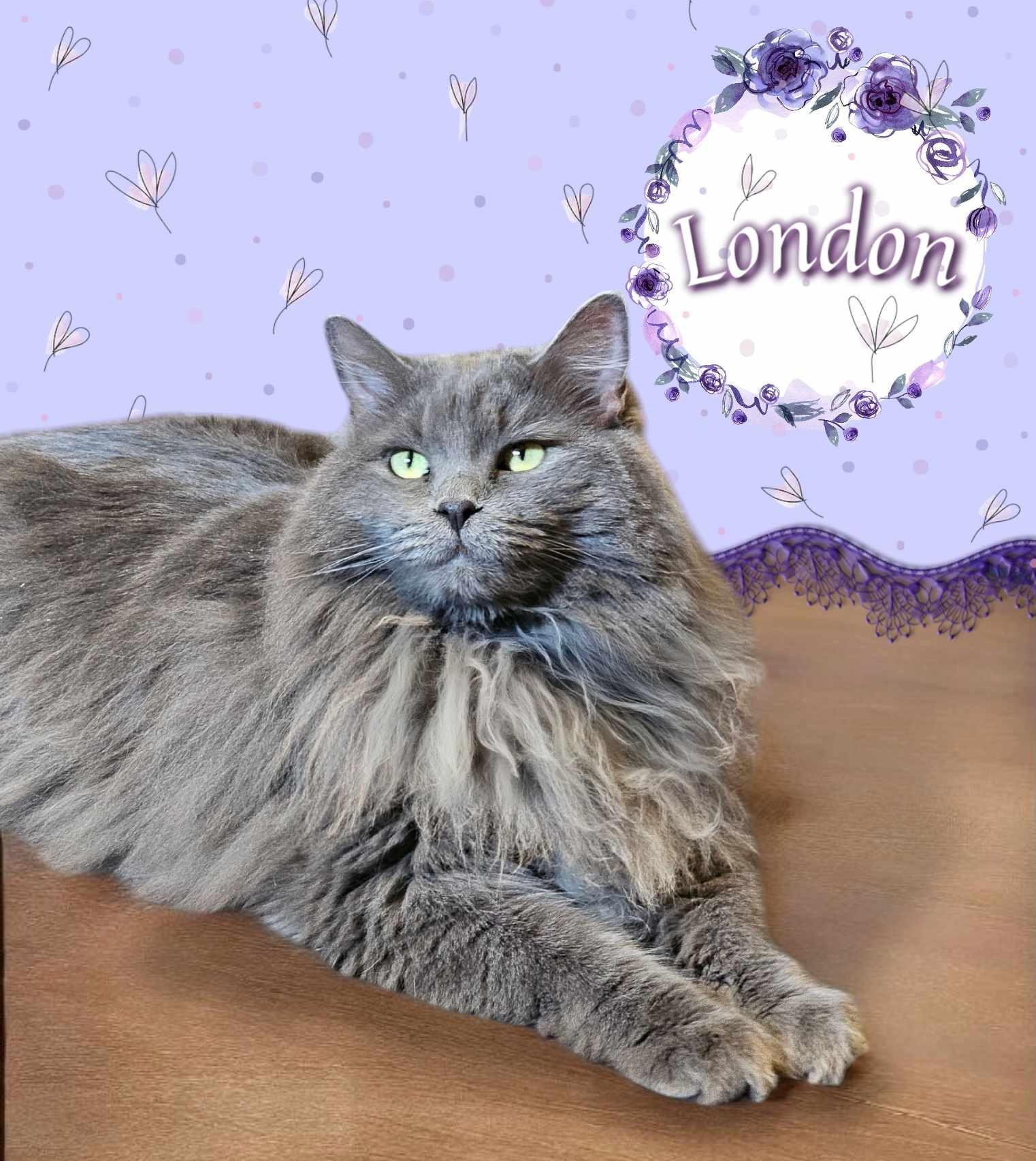 Paris & London, a Adoptable mixed breed in San Angelo , TX image 3/6