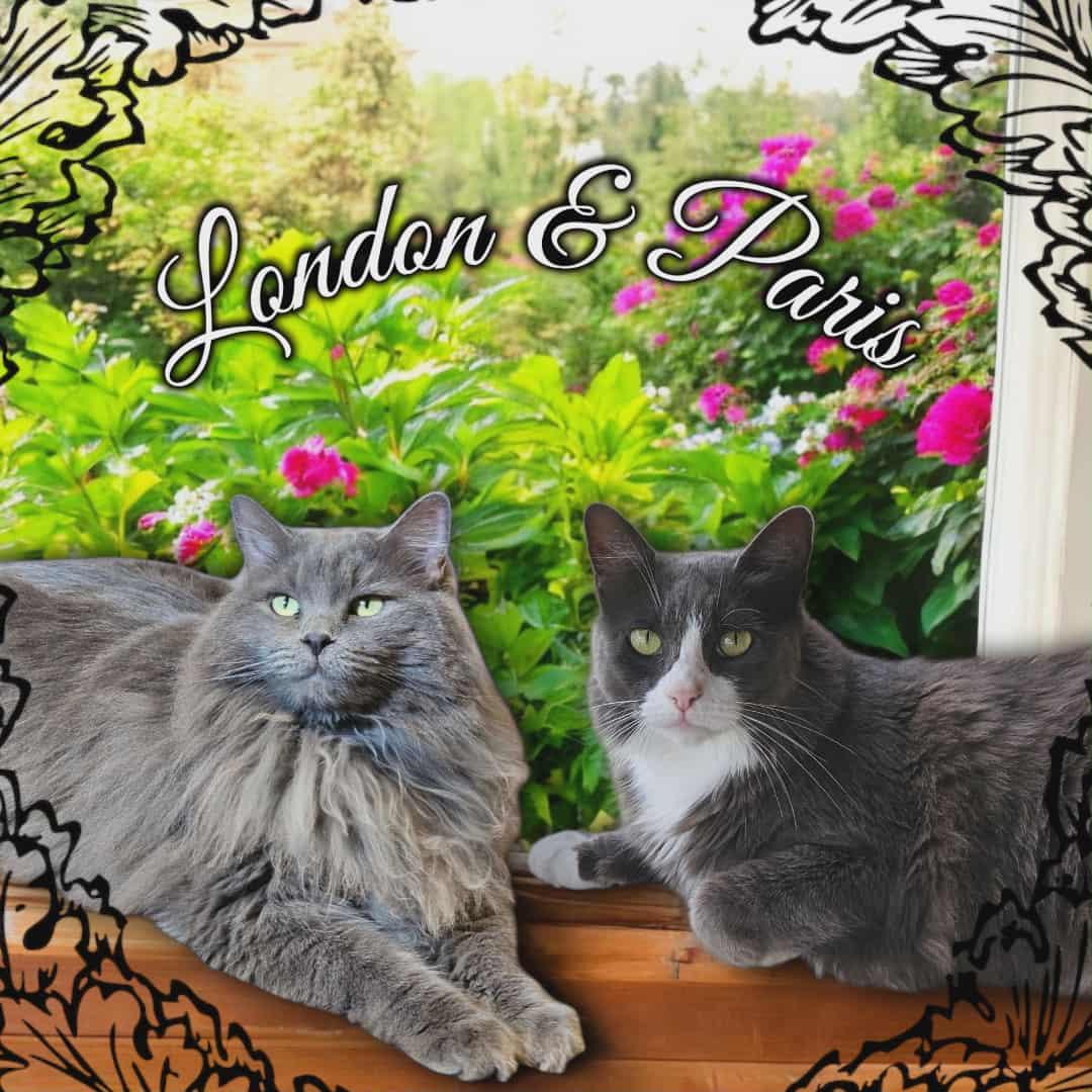 Paris & London, a Adoptable mixed breed in San Angelo , TX image 5/6