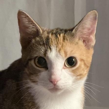 Melodie, Adoptable, Adult Female Calico.