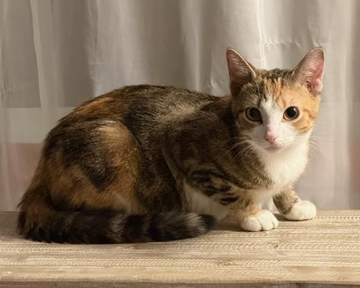 Enlarge Melodie, a Adoptable Calico in Stanstead, QC image 2/2