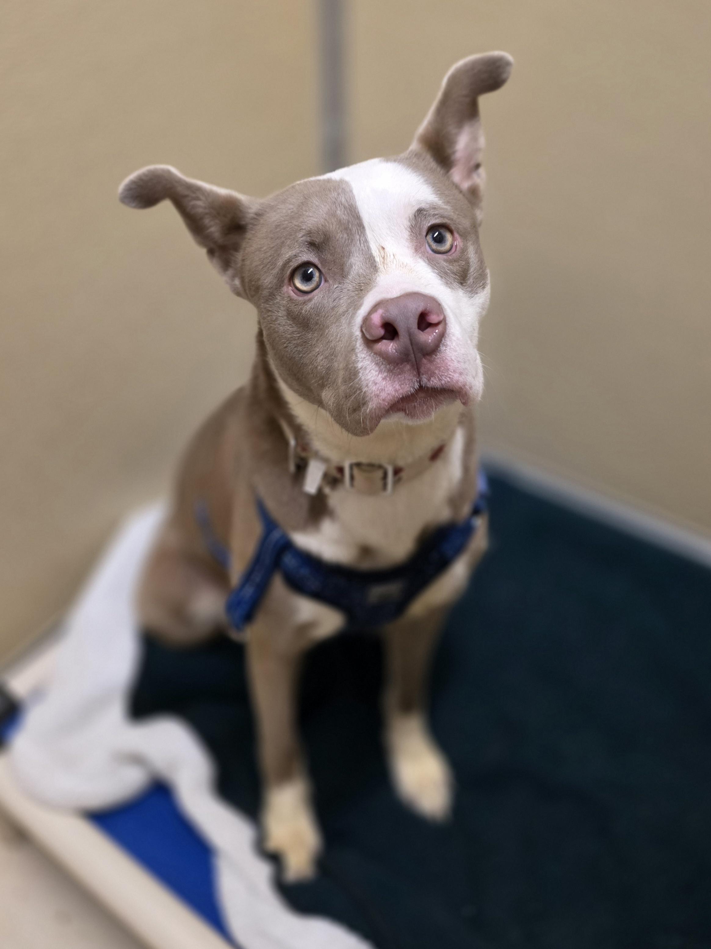 Lilly, ADOPTABLE, Young Female Terrier.