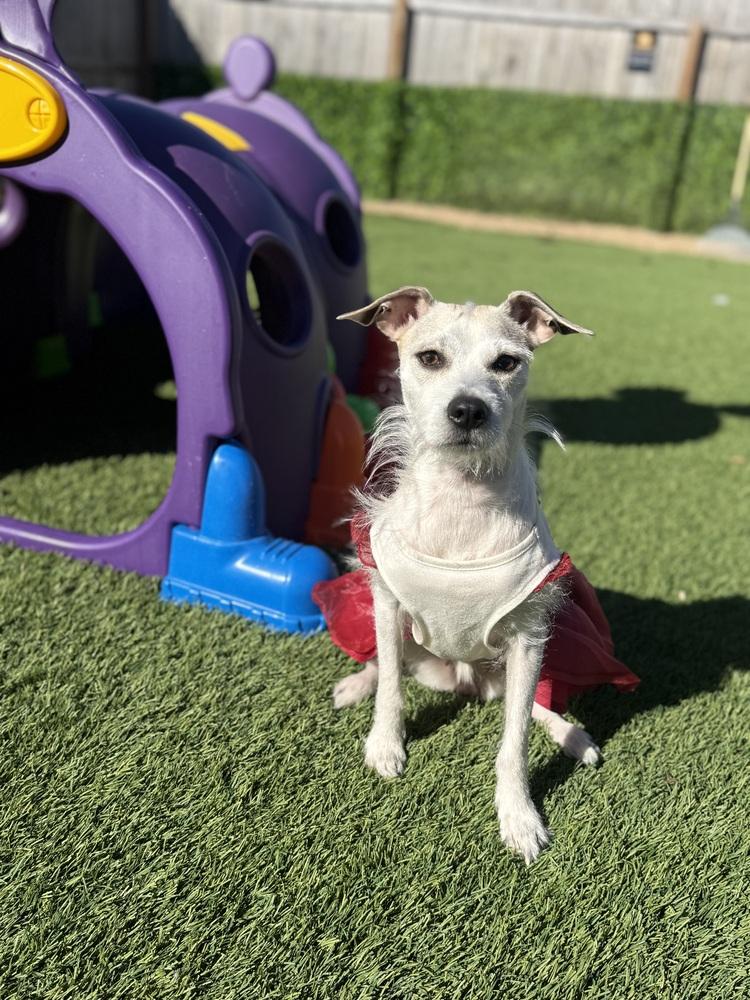 Enlarge Coral, a Adoptable mixed breed in Denver, CO image 1/6