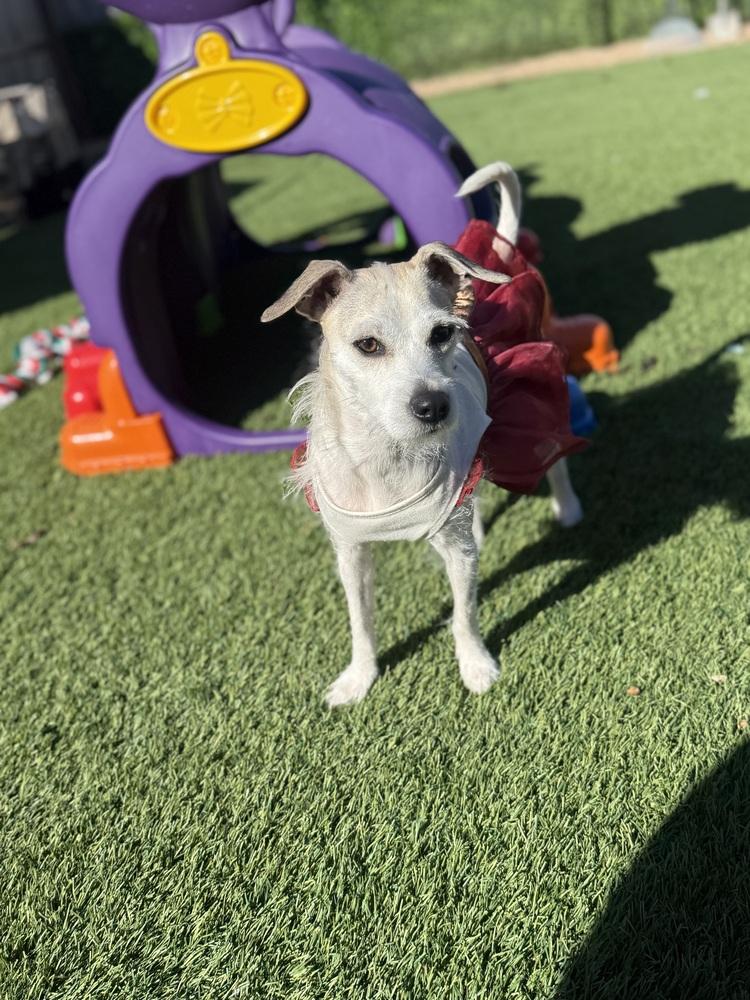 Enlarge Coral, a Adoptable mixed breed in Denver, CO image 2/6