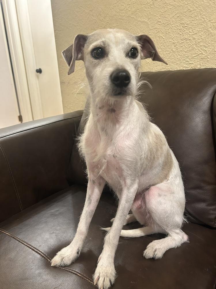 Coral, Adoptable, Young Female Terrier.