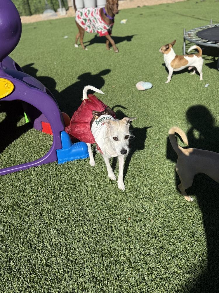 Enlarge Coral, a Adoptable mixed breed in Denver, CO image 5/6