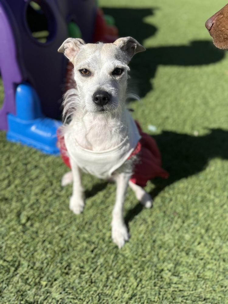 Enlarge Coral, a Adoptable mixed breed in Denver, CO image 6/6