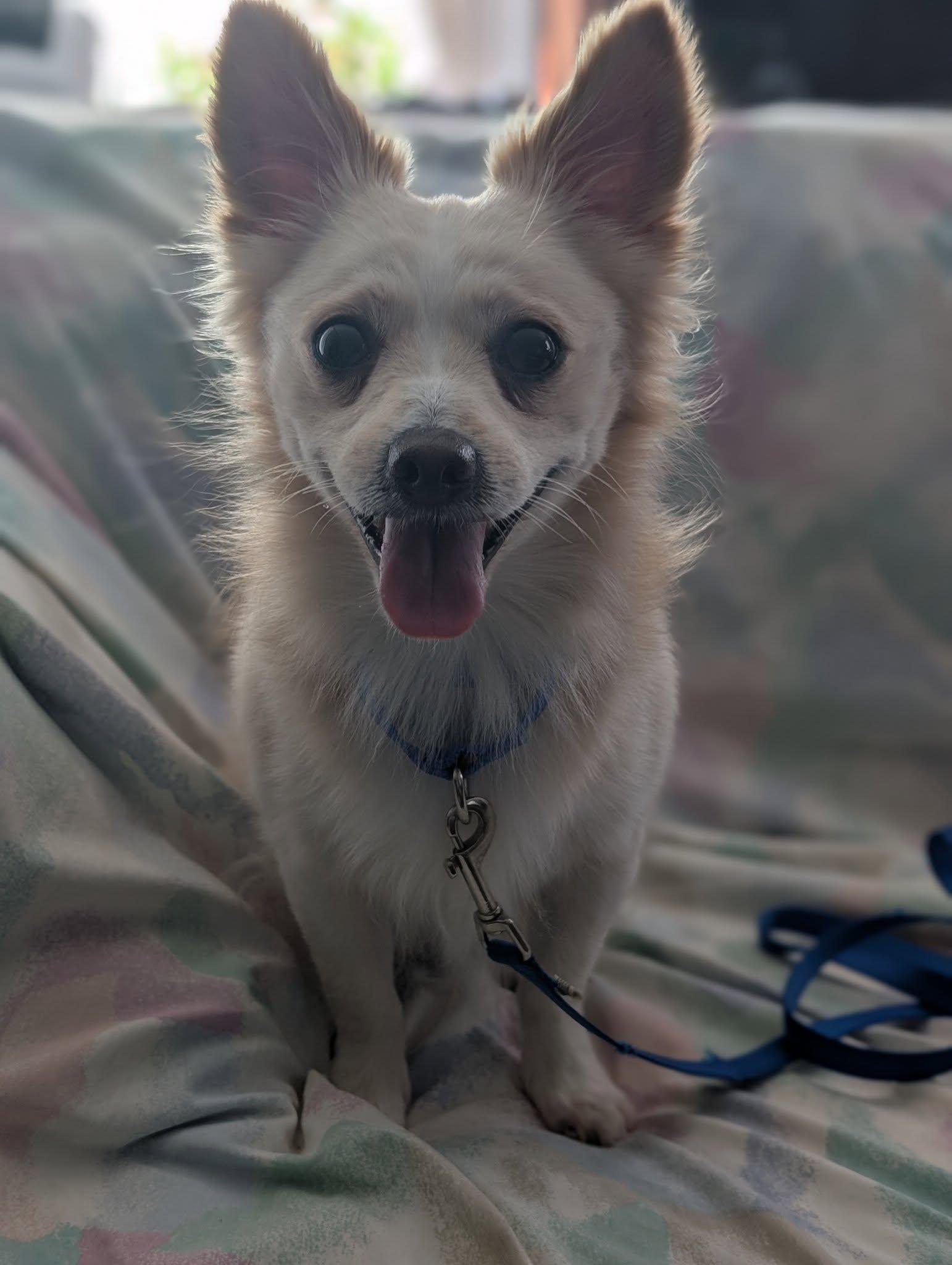Major Payne, Adult Male unknown
