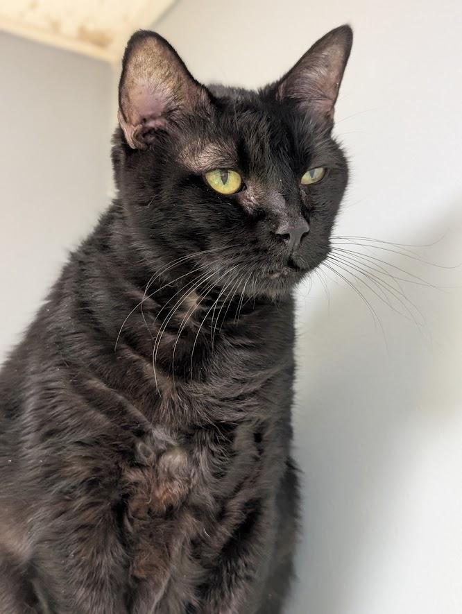 Shay, Adoptable, Senior Female Domestic Medium Hair.