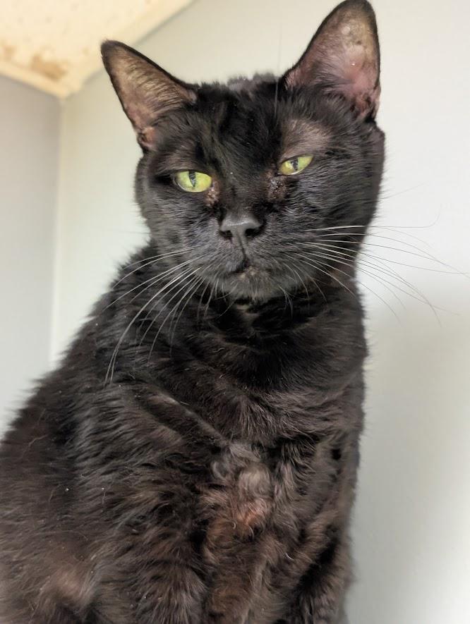 Shay, a Adoptable Domestic Medium Hair in Waupun, WI image 2/4