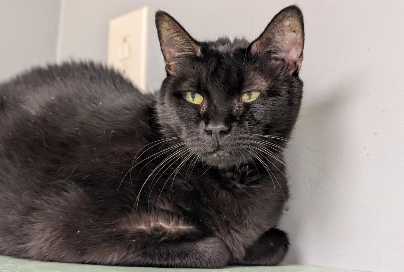 Shay, a Adoptable Domestic Medium Hair in Waupun, WI image 3/4