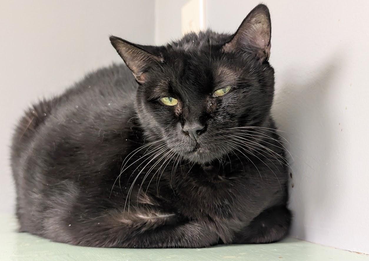 Shay, a Adoptable Domestic Medium Hair in Waupun, WI image 4/4