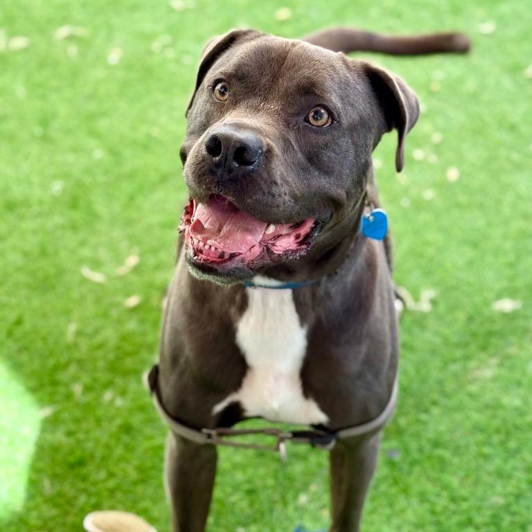 Hollywood, a Adoptable mixed breed in Fort Lauderdale, FL image 1/5