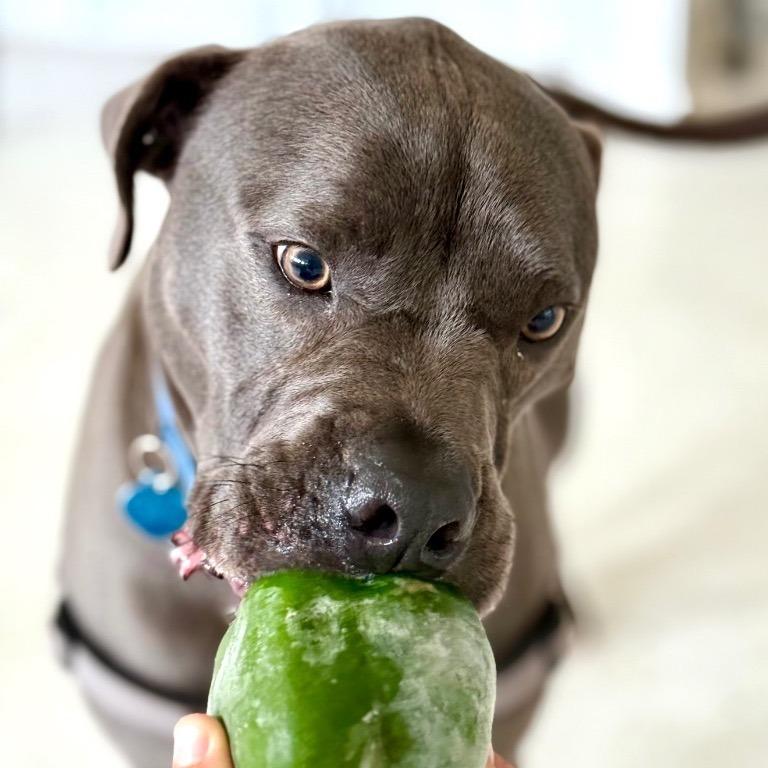 Enlarge Hollywood, a Adoptable mixed breed in Fort Lauderdale, FL image 1/6