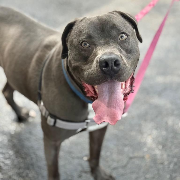 Hollywood, a Adoptable mixed breed in Fort Lauderdale, FL image 2/5