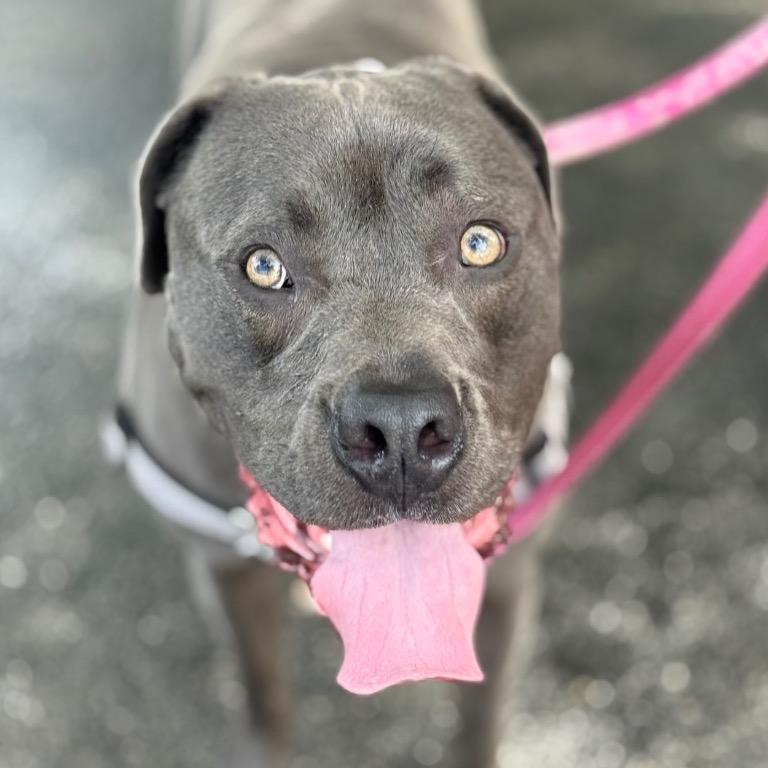Hollywood, a Adoptable mixed breed in Fort Lauderdale, FL image 3/5