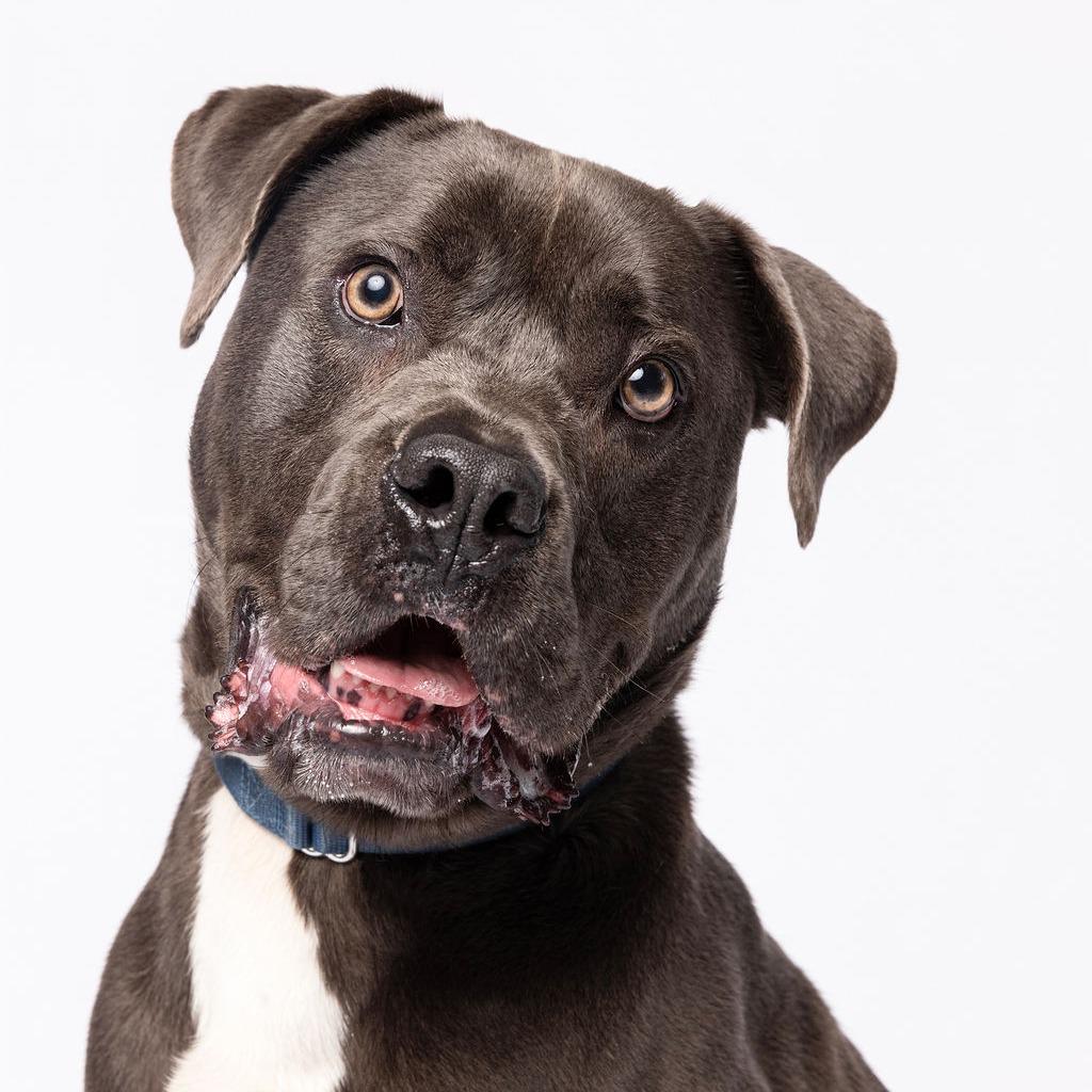 Enlarge Hollywood, a Adoptable mixed breed in Fort Lauderdale, FL image 2/6