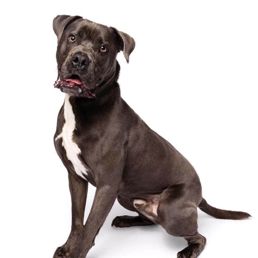 Enlarge Hollywood, a Adoptable mixed breed in Fort Lauderdale, FL image 3/6