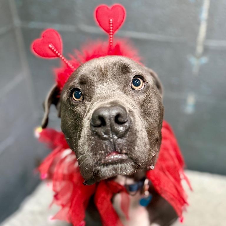 Hollywood, a Adoptable mixed breed in Fort Lauderdale, FL image 4/5