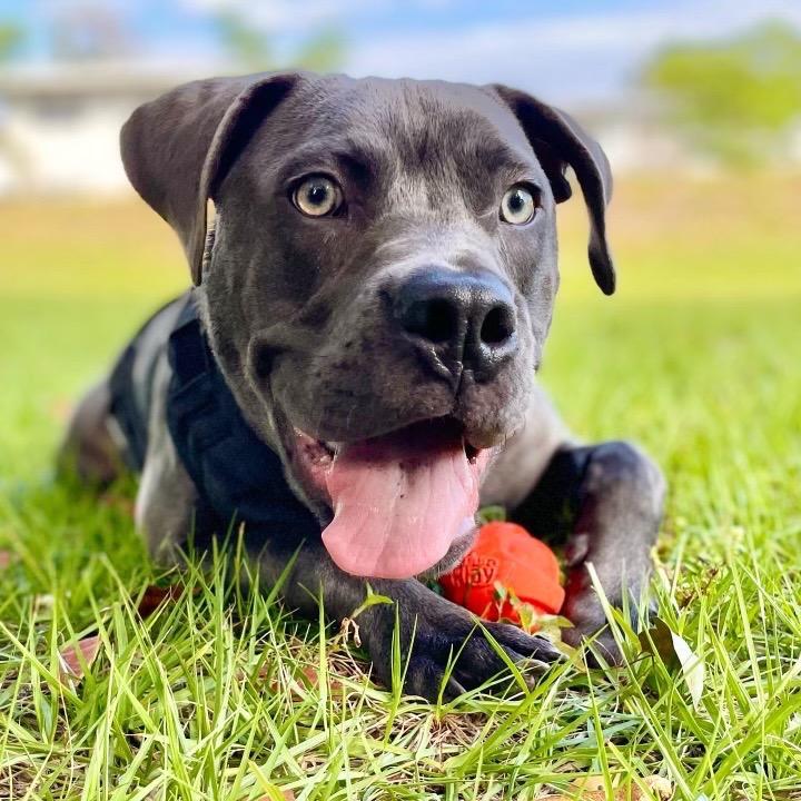 Hollywood, a Adoptable mixed breed in Fort Lauderdale, FL image 5/5