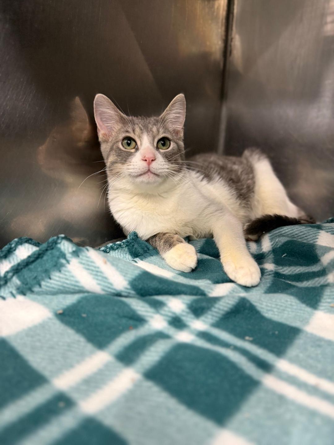 Todd, adoptable, Young Male Domestic Short Hair.