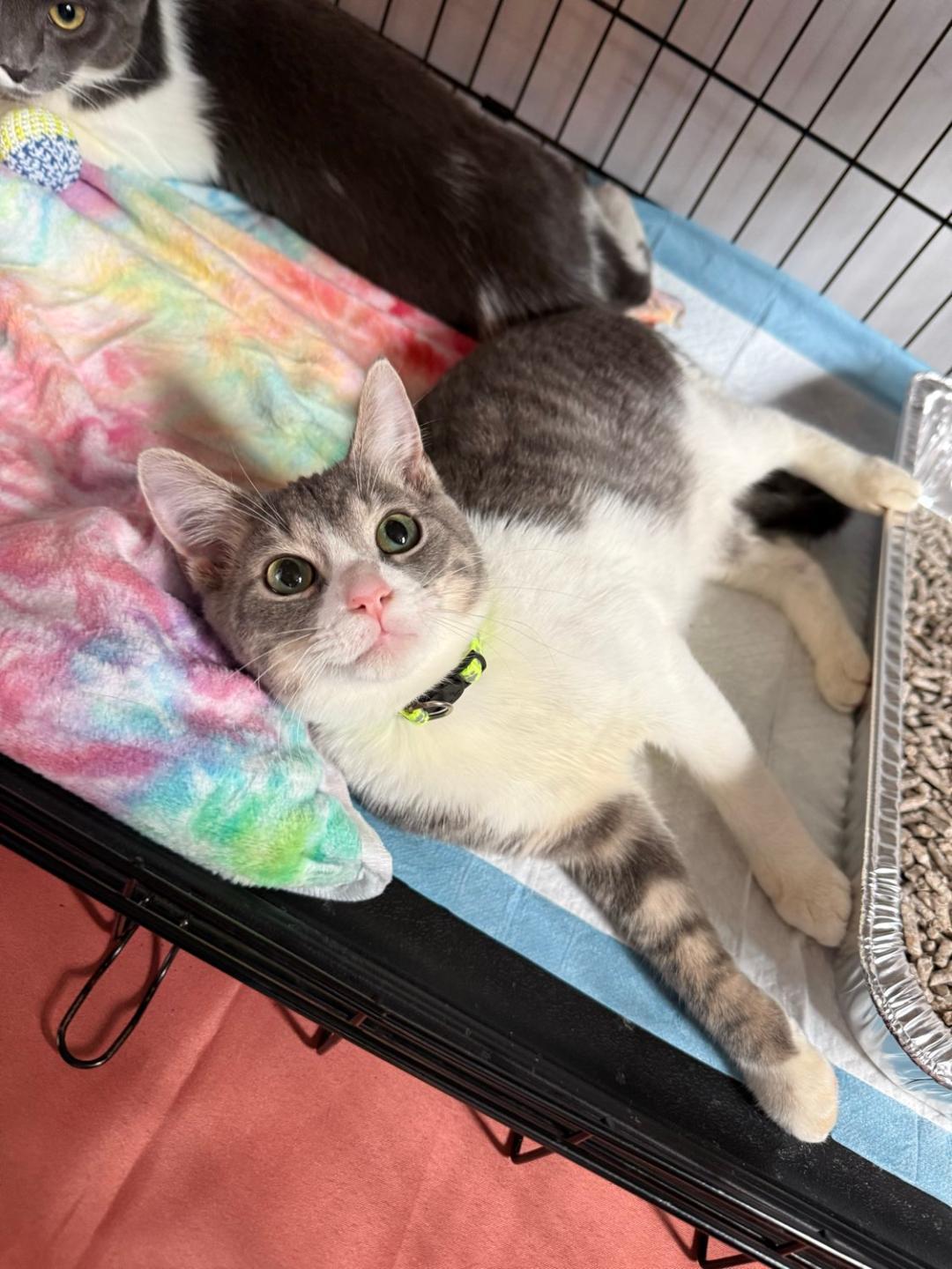 Enlarge Todd, an adoptable mixed breed in Bridgeville, PA image 2/2