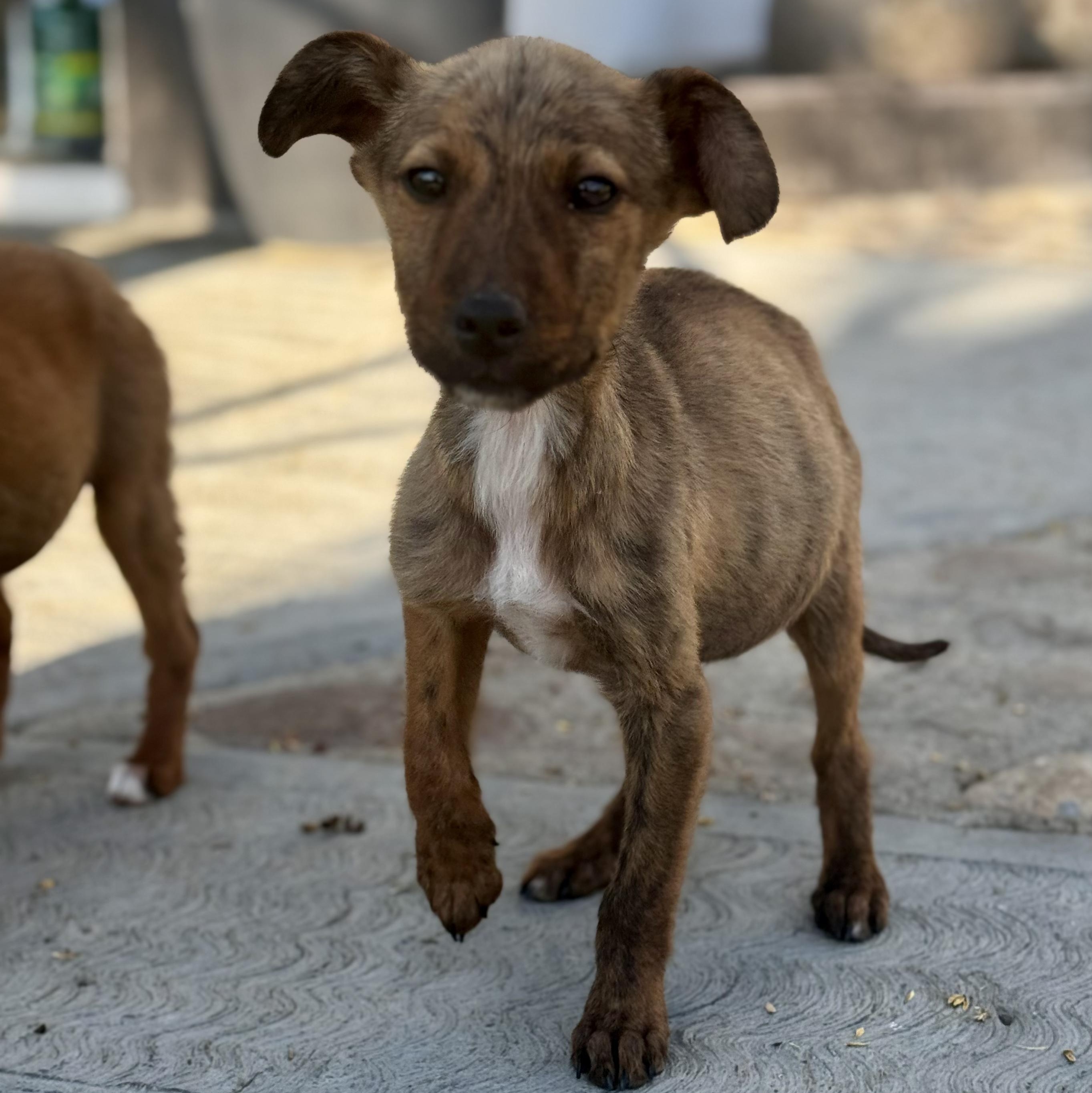 Sebastian — thumbnail 5