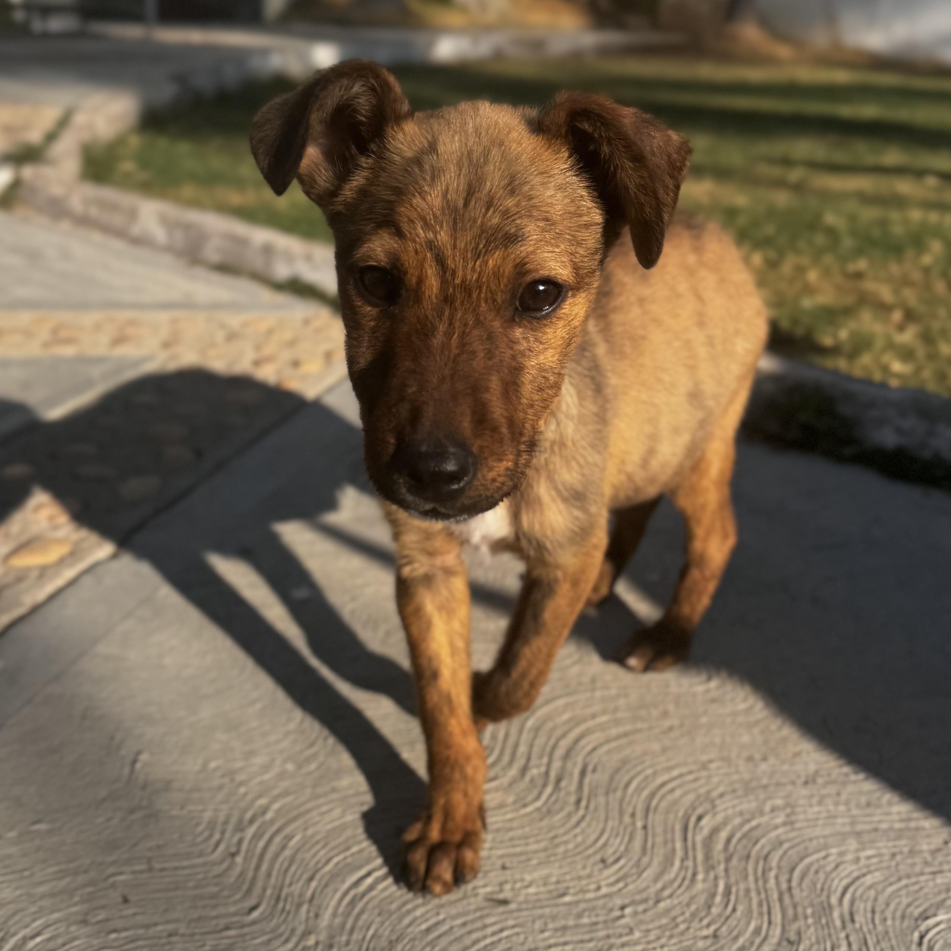 Sebastian — thumbnail 6