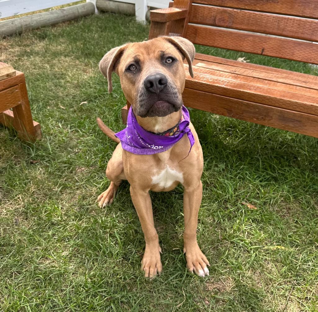 Lovable, Adoptable, Young Female American Staffordshire Terrier.