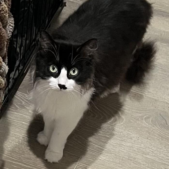 Rose — thumbnail 3