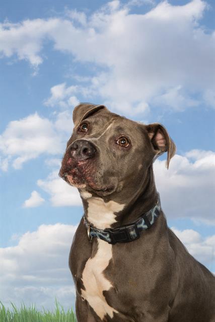 SKY, Adoptable, Adult Female Pit Bull Terrier.