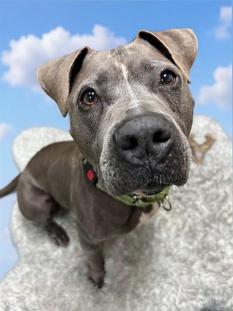 Enlarge SKY, a Adoptable Pit Bull Terrier in Miami, FL image 1/1
