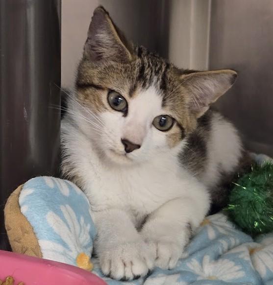 Littlefoot, Adoptable, Young Male Domestic Short Hair.