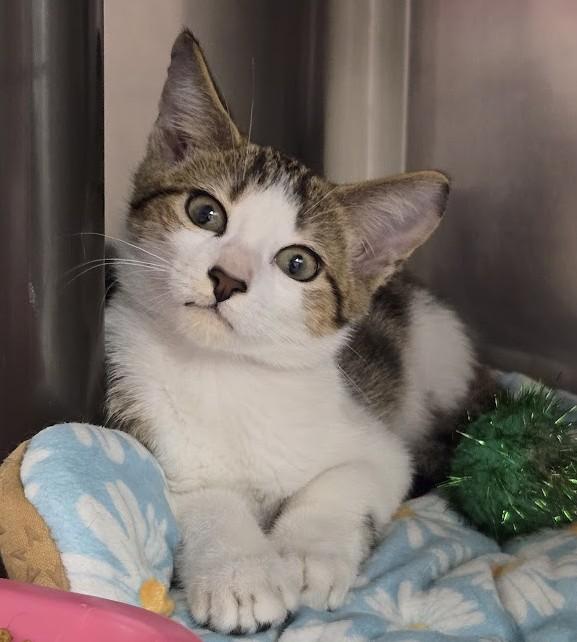 Enlarge Littlefoot, a Adoptable Domestic Short Hair in North Myrtle Beach, SC image 3/5