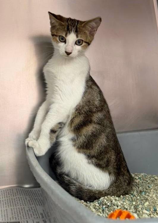 Enlarge Littlefoot, a Adoptable Domestic Short Hair in North Myrtle Beach, SC image 5/5