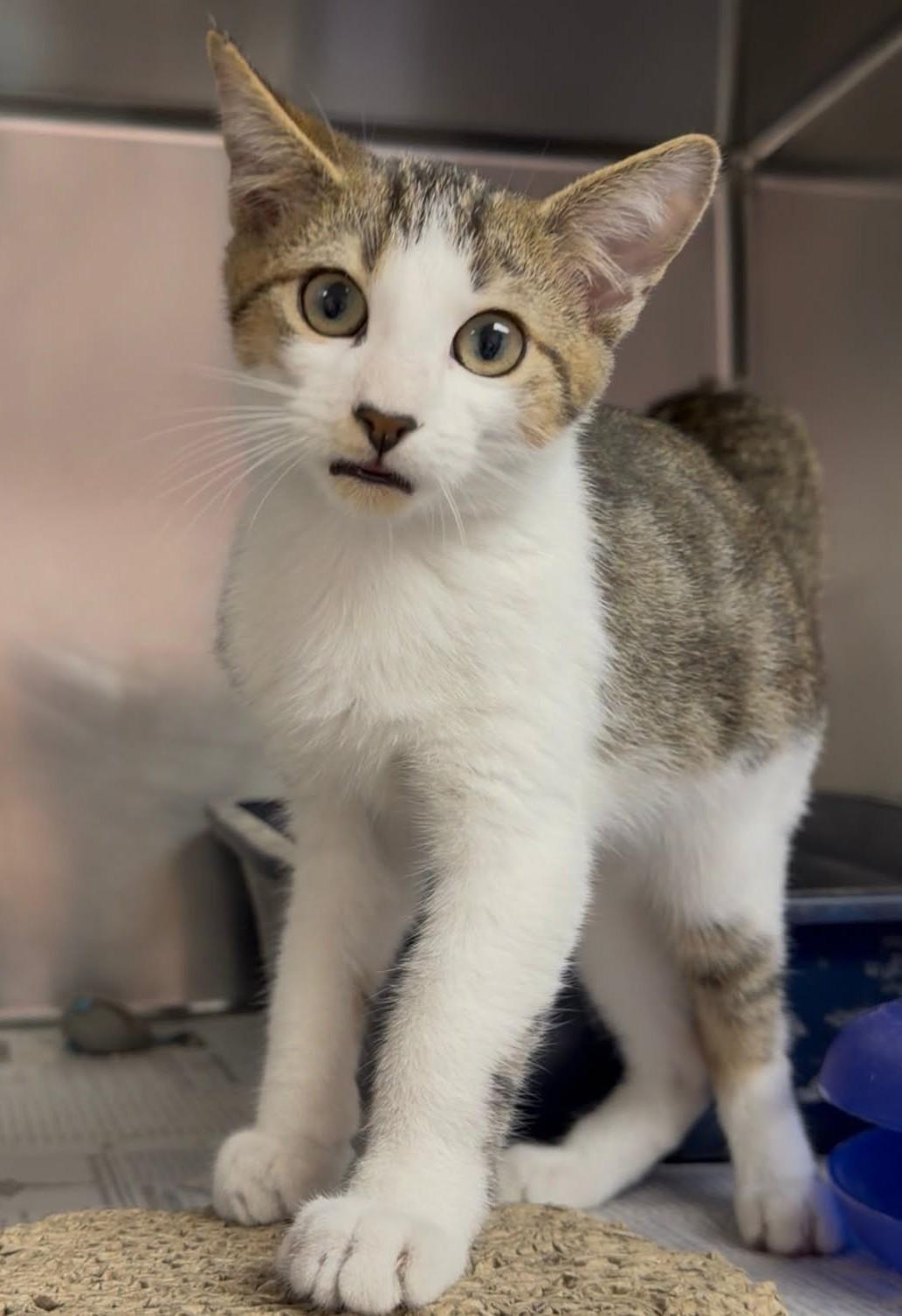 Enlarge Littlefoot, a Adoptable Domestic Short Hair in North Myrtle Beach, SC image 2/5