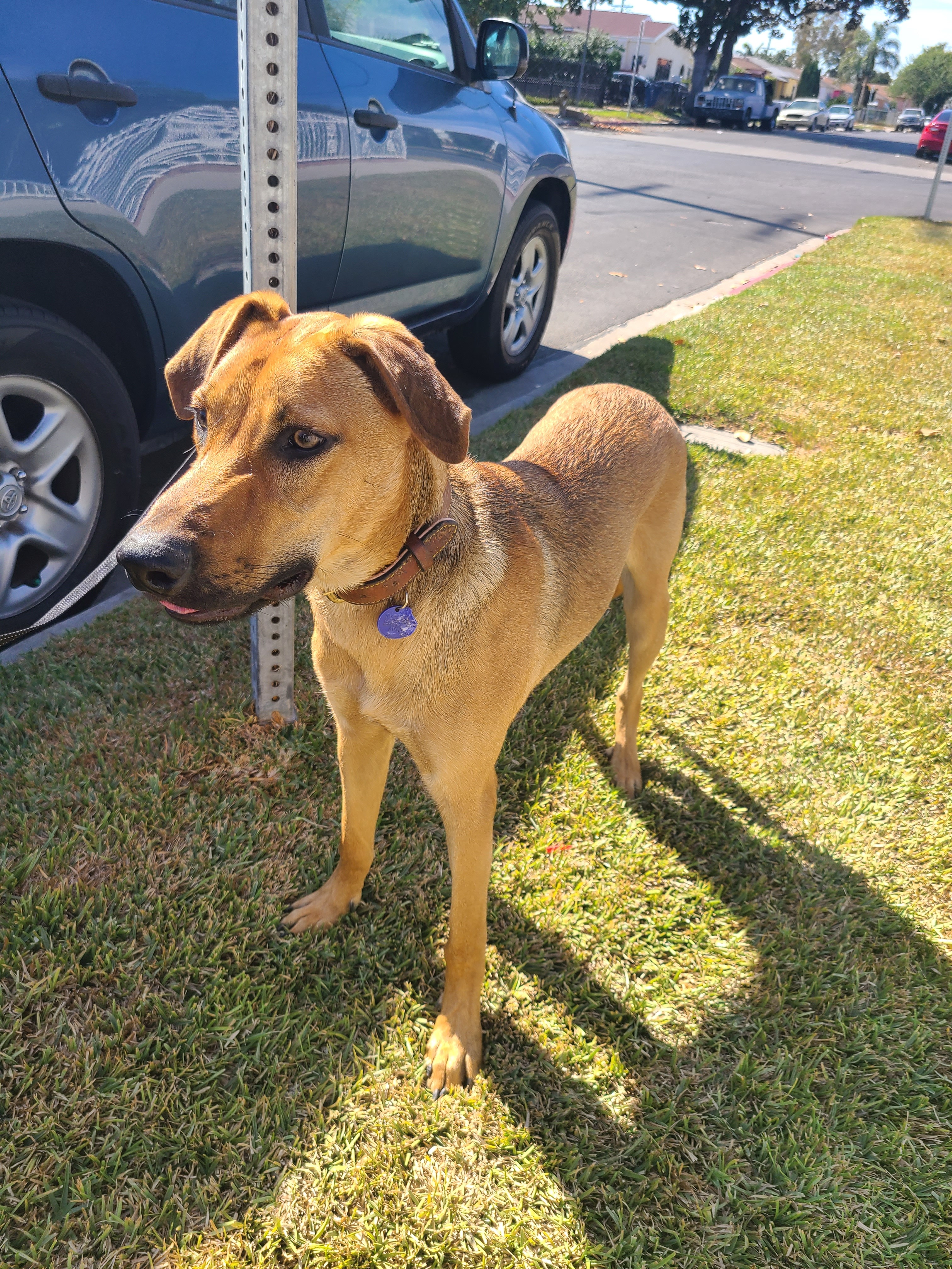 Enlarge Romeo, a Adoptable mixed breed in Los Angeles, CA image 1/12