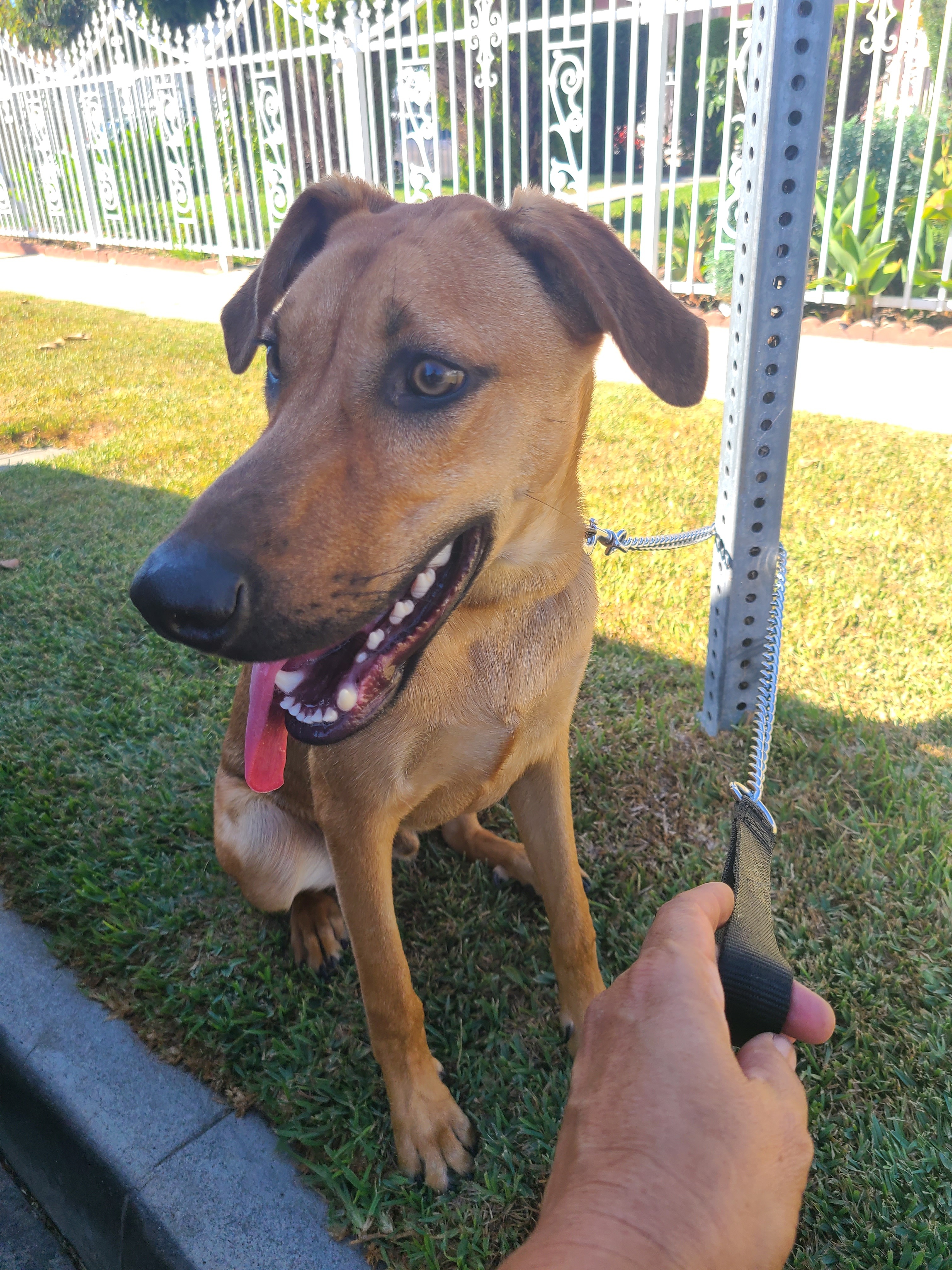 Enlarge Romeo, a Adoptable mixed breed in Los Angeles, CA image 2/12