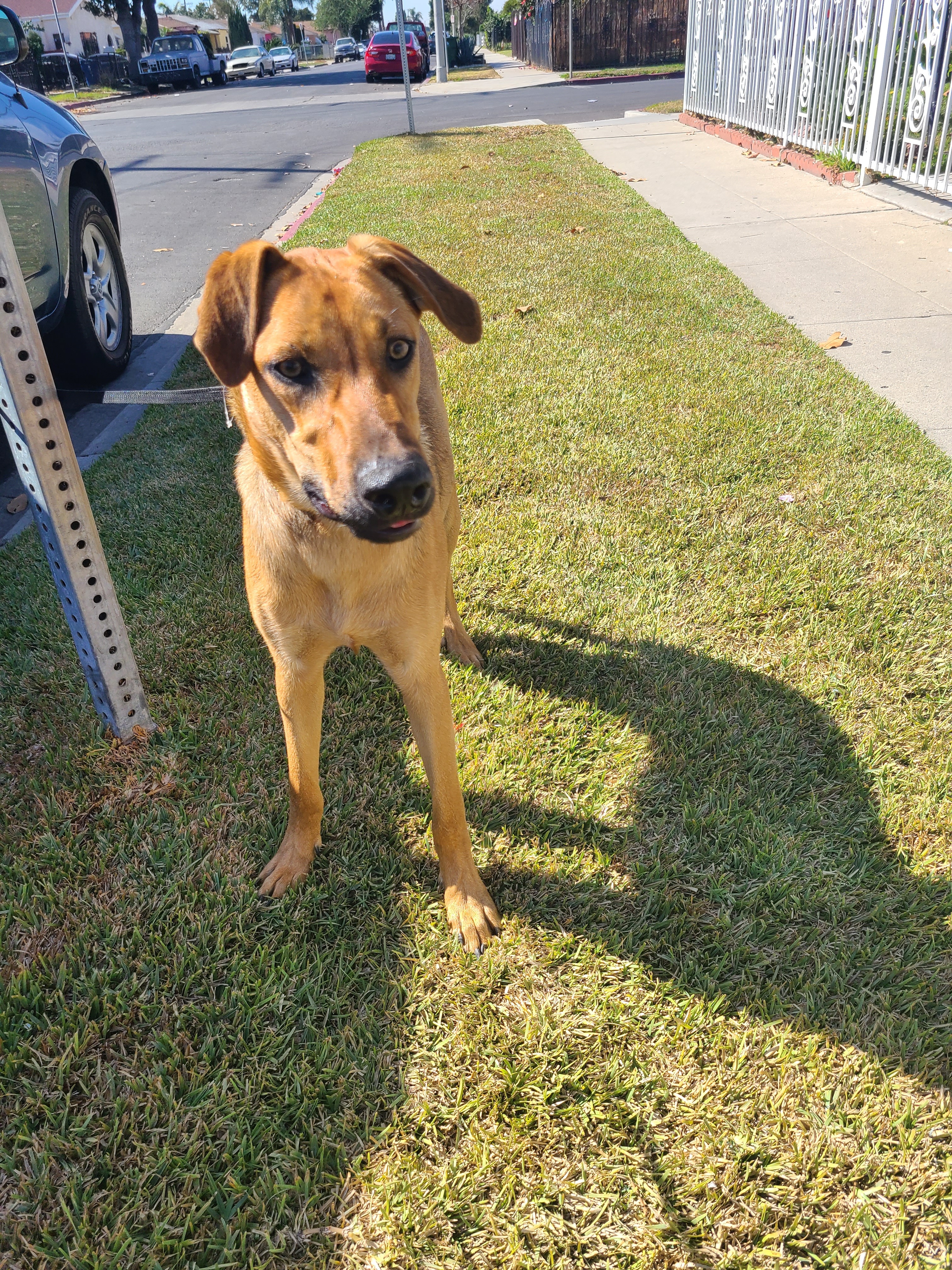 Enlarge Romeo, a Adoptable mixed breed in Los Angeles, CA image 3/12