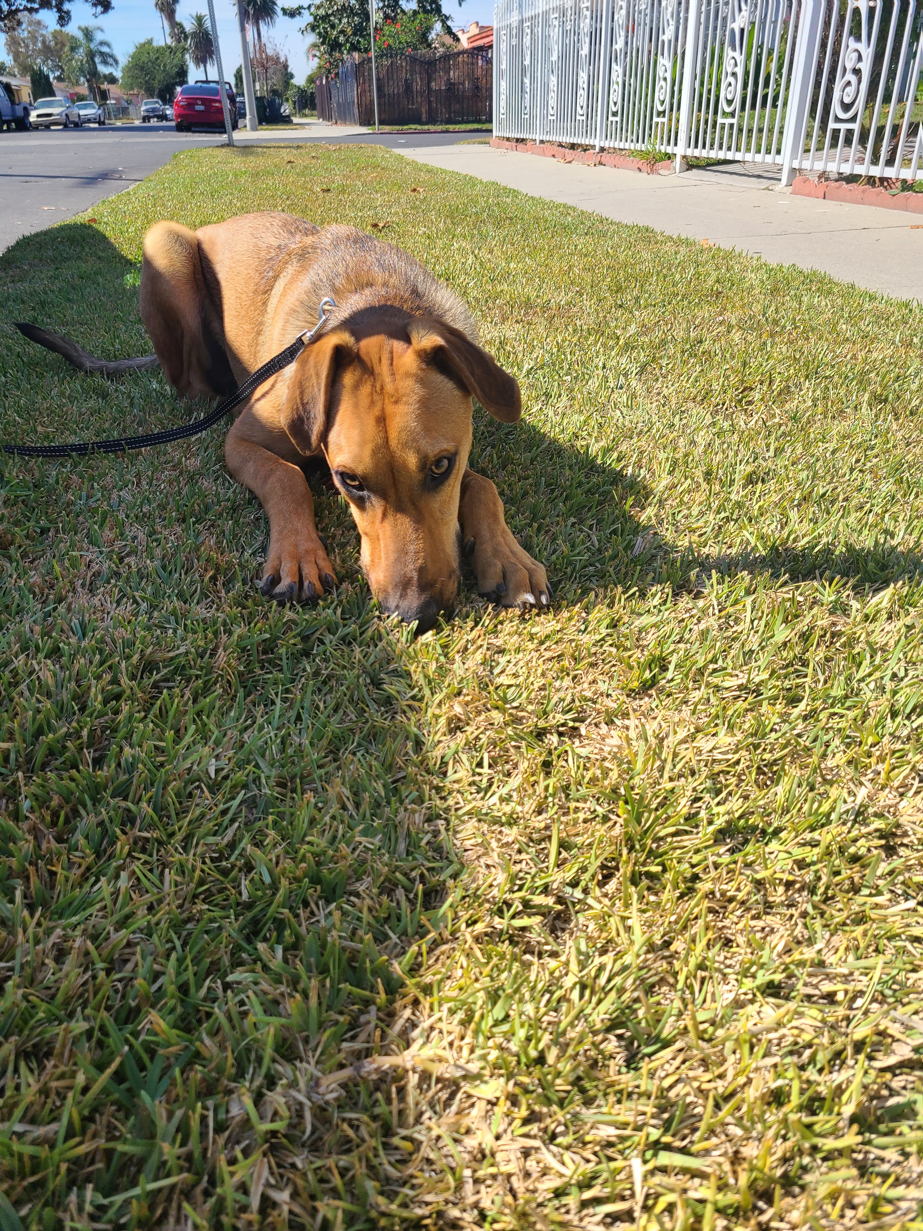 Enlarge Romeo, a Adoptable mixed breed in Los Angeles, CA image 4/12