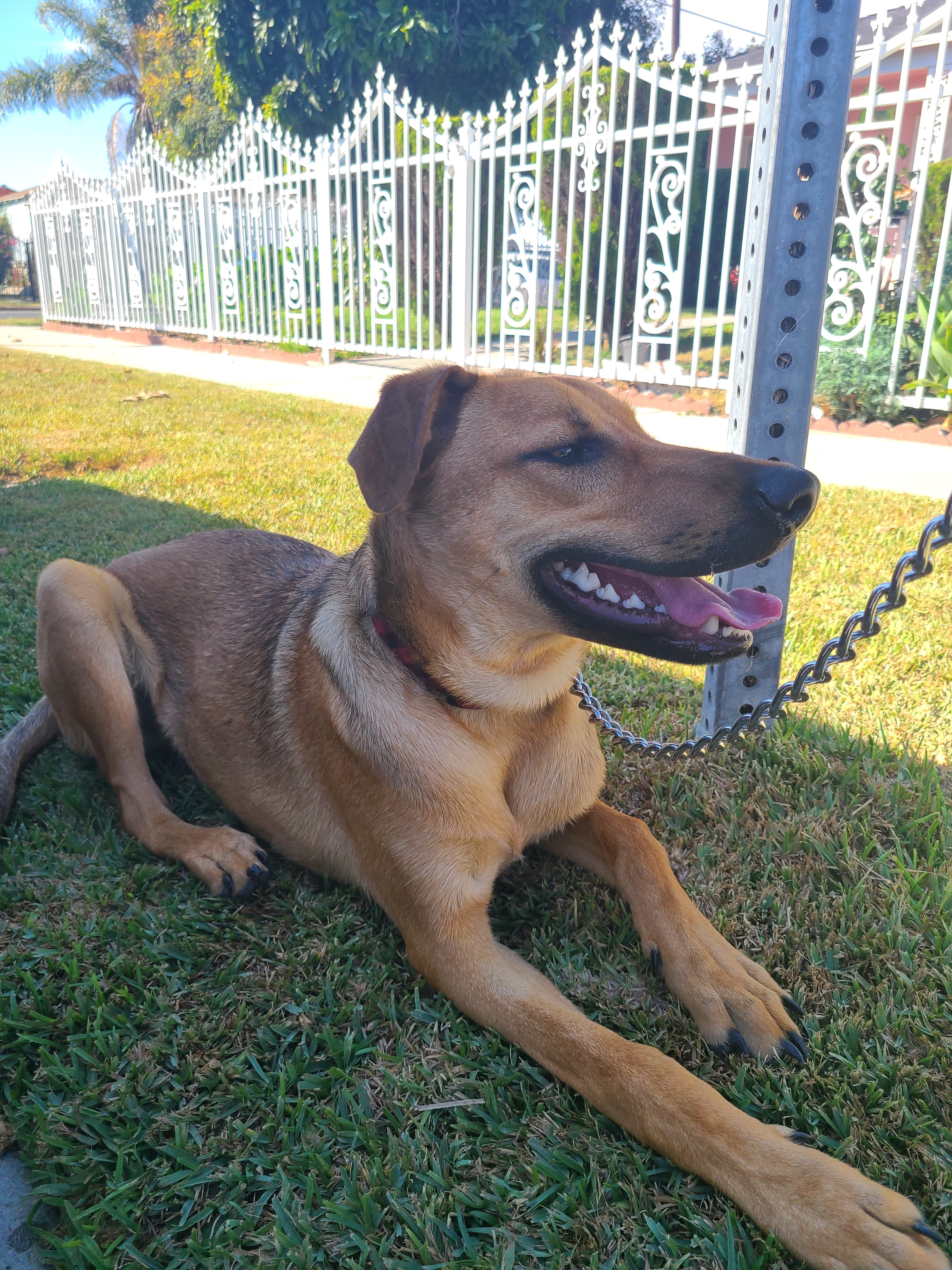 Enlarge Romeo, a Adoptable mixed breed in Los Angeles, CA image 5/12