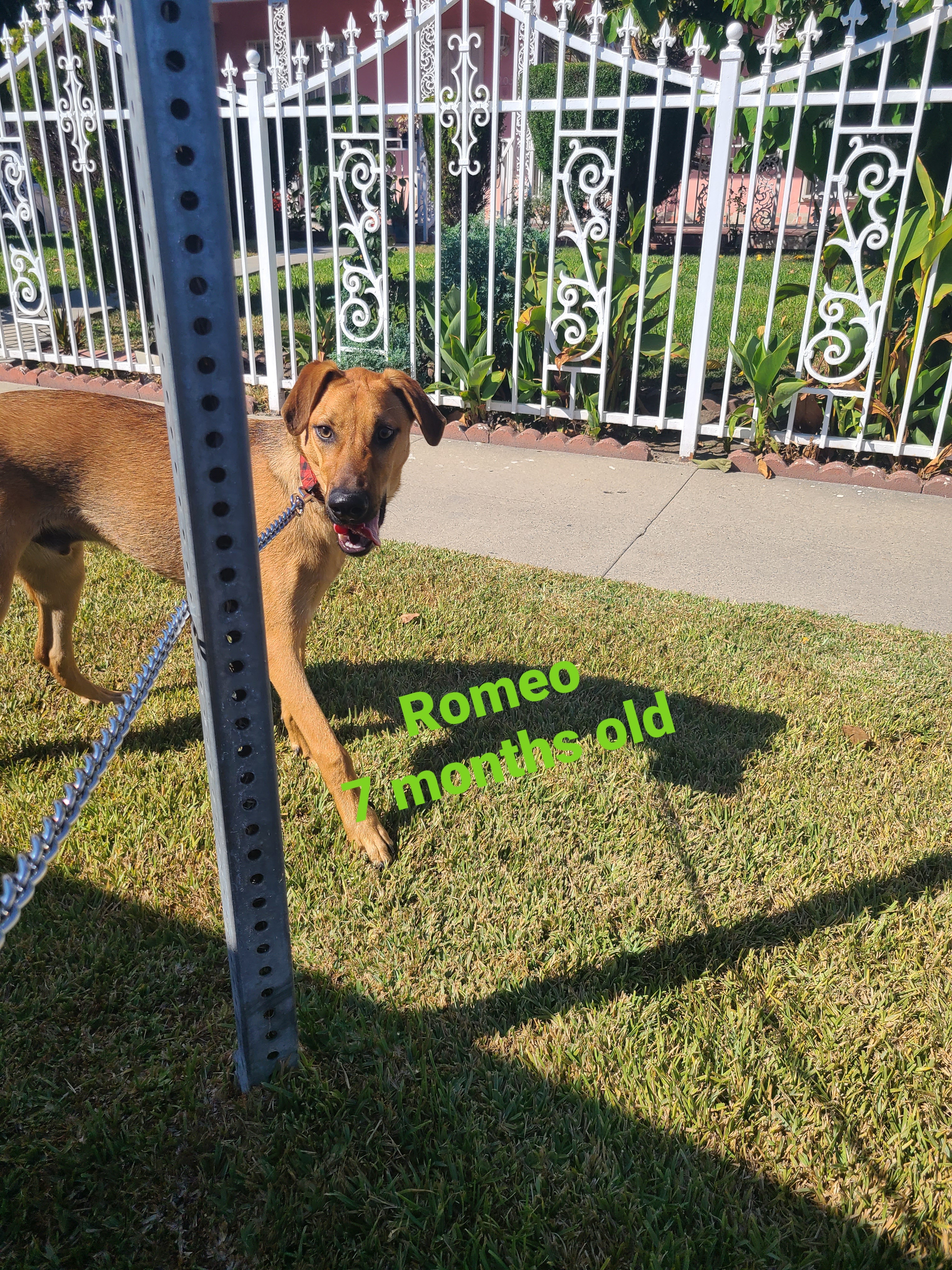 Romeo, Adoptable, Adult Male German Shepherd Dog & Mixed Breed.